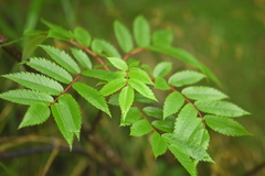 Sorbus commixta