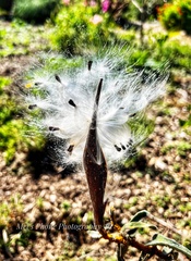 Oxypetalum coeruleum