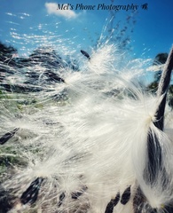 Oxypetalum coeruleum