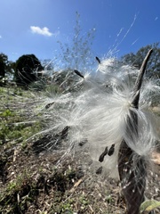 Oxypetalum coeruleum