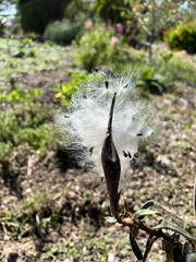 Oxypetalum coeruleum