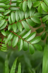 Sorbus commixta