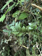 Ventilago elegans