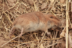 Thomomys umbrinus