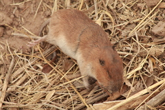 Thomomys umbrinus