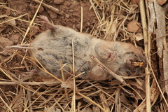 Thomomys umbrinus