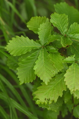 Quercus dentata stewardii