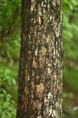 Quercus dentata stewardii