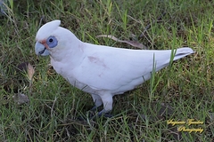 Cacatua sanguinea gymnopis