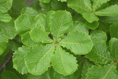 Quercus dentata stewardii