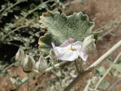 Malacothamnus fremontii