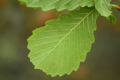 Quercus dentata stewardii