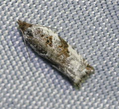 Ancylis mediofasciana