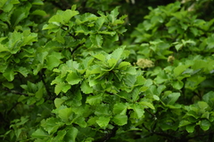 Quercus dentata stewardii