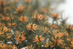 Pinus hwangshanensis