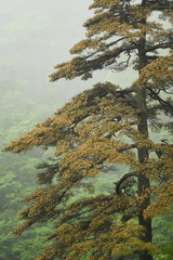 Pinus hwangshanensis