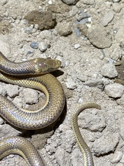 Phimophis vittatus