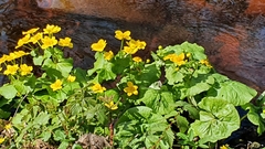 Caltha palustris