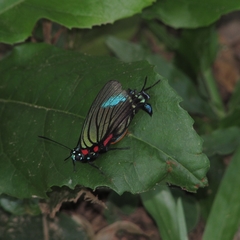 Atlides polybe
