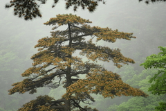 Pinus hwangshanensis