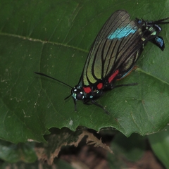 Atlides polybe