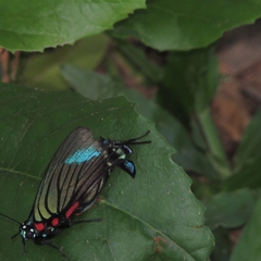 Atlides polybe