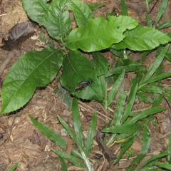 Atlides polybe