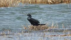 Microcarbo pygmaeus
