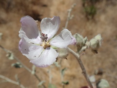 Malacothamnus fremontii