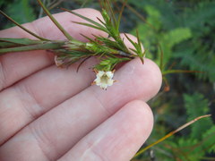 Dracophyllum sinclairii