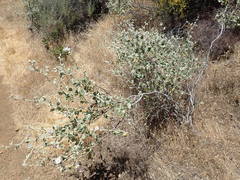 Malacothamnus fremontii