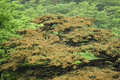Pinus hwangshanensis