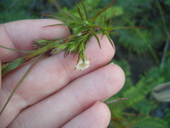 Dracophyllum sinclairii