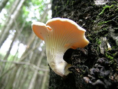 Lentinus lamelliporus