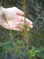 Dracophyllum sinclairii