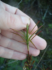 Dracophyllum sinclairii