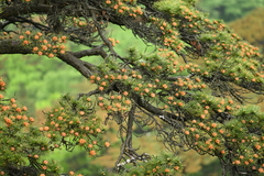 Pinus hwangshanensis