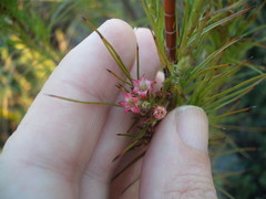 Dracophyllum sinclairii