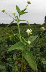 Gomphrena elegans