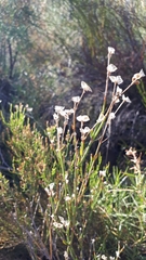 Menodora decemfida