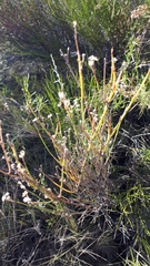 Menodora decemfida