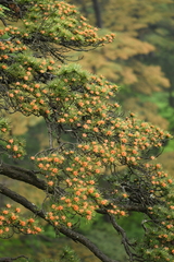 Pinus hwangshanensis