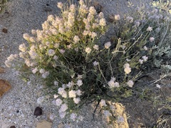 Ptilotus whitei