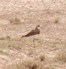 Charadrius asiaticus