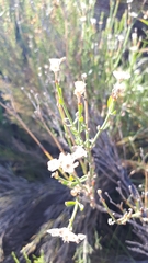 Menodora decemfida