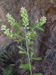 Polygala wilmsii