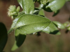 Polygala wilmsii