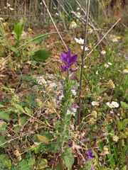 Salvia viridis