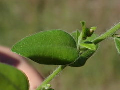 Polygala wilmsii