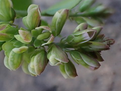 Polygala wilmsii